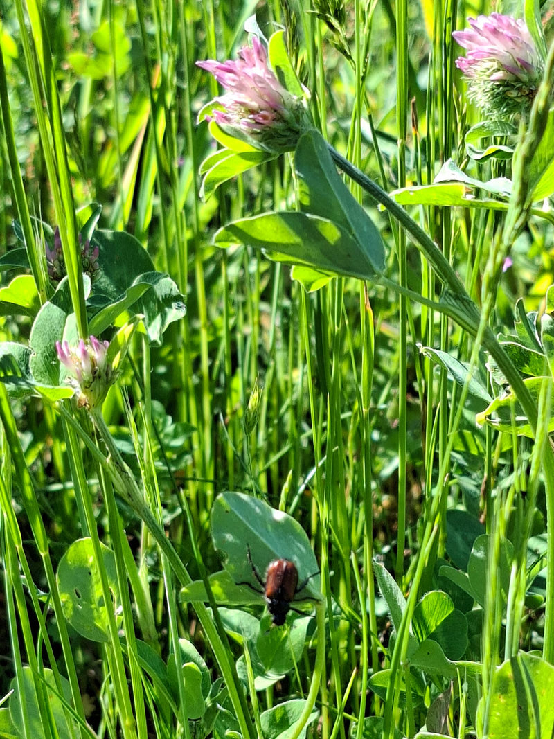 Gartenlaubkäfer — Bild 1