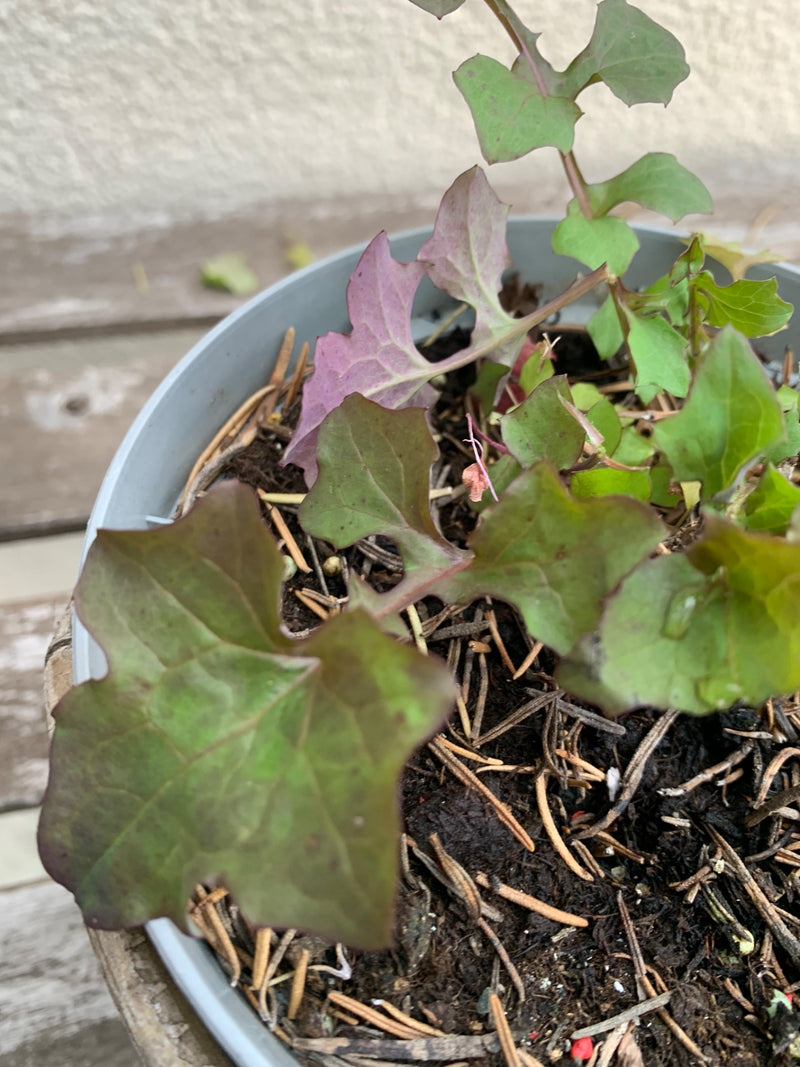 Gartenmelde — Bild 1