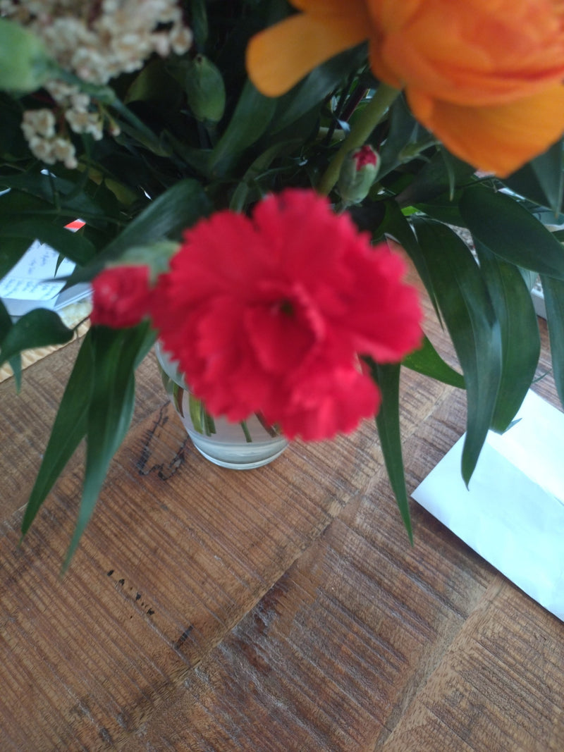 Gartennelke — Bild 5