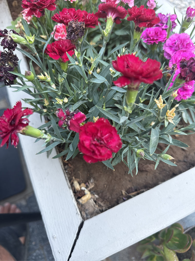 Gartennelke — Bild 5