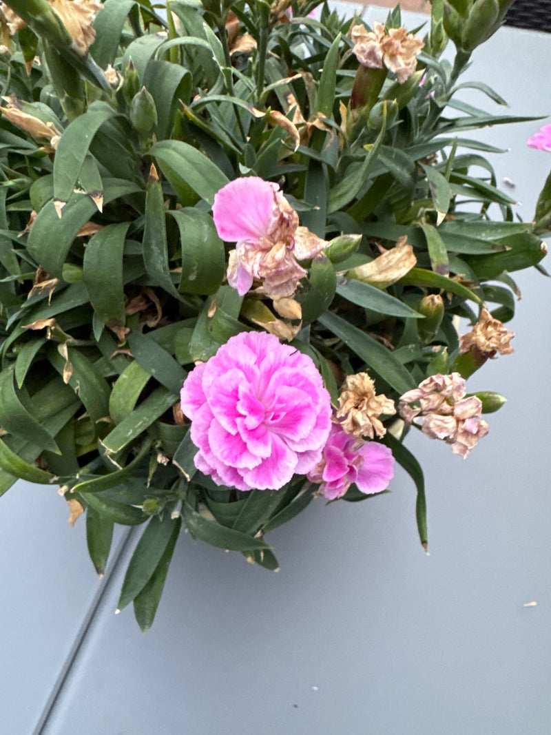 Gartennelke — Bild 4