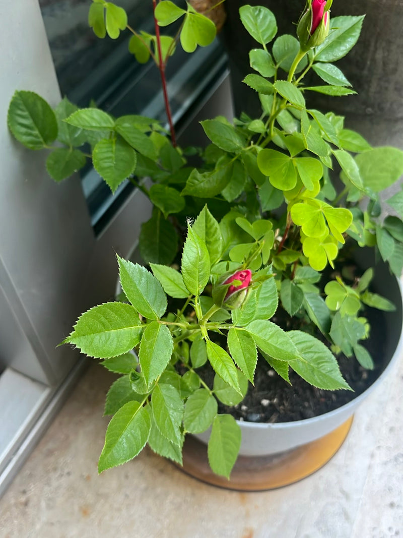 Gartenrose — Bild 3