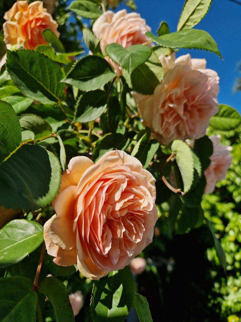 Gartenrose — Bild 2