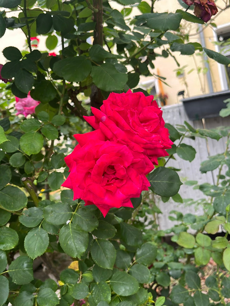 Gartenrose — Bild 3