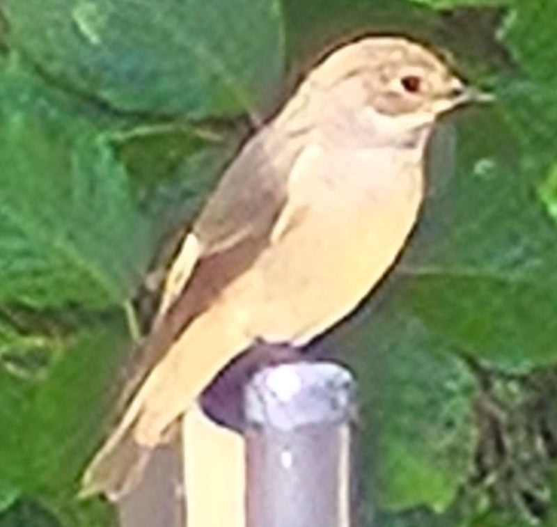 Ein Gartenrotschwanz sitzt auf einer schmalen Stange vor grüner Vegetation. Der Vogel ist gut zu erkennen und verweilt ruhig.