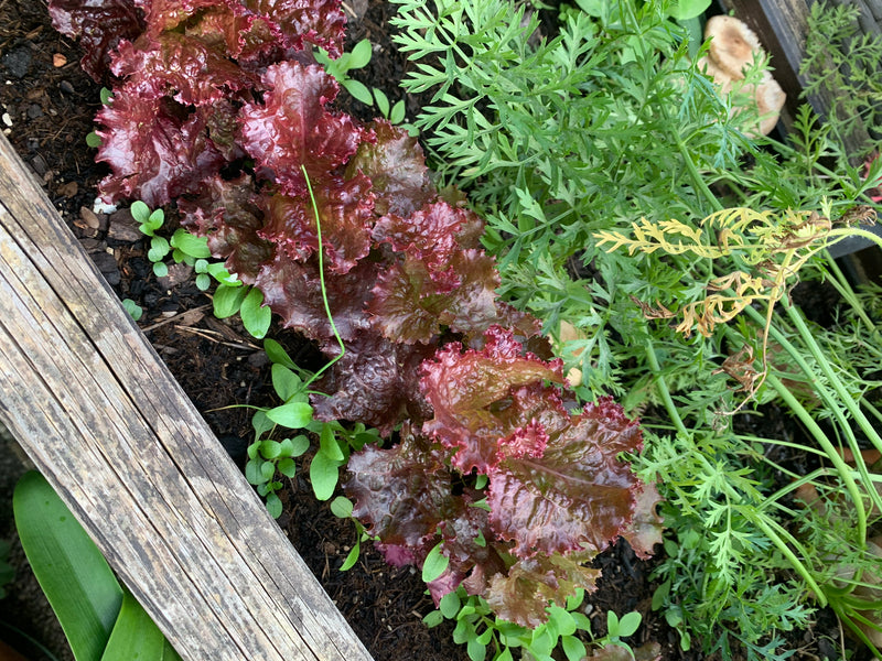 Zu sehen ist eine Reihe von rotem Gartensalat in einem Hochbeet, daneben wachsen feingliedrige Möhrenkraut und kleine Wildkräuter. Die leicht gekrausten Blät...