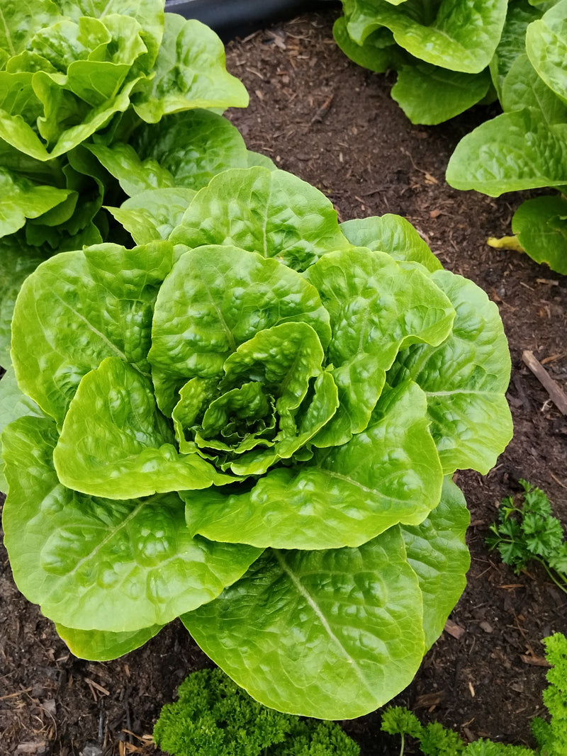 Gartensalat — Bild 2