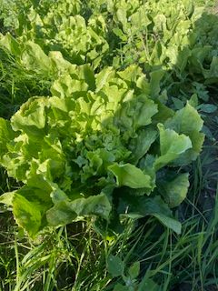 Ein kräftiger Kopf Gartensalat wächst auf einem Beet umgeben von weiteren Salatpflanzen und Gras.