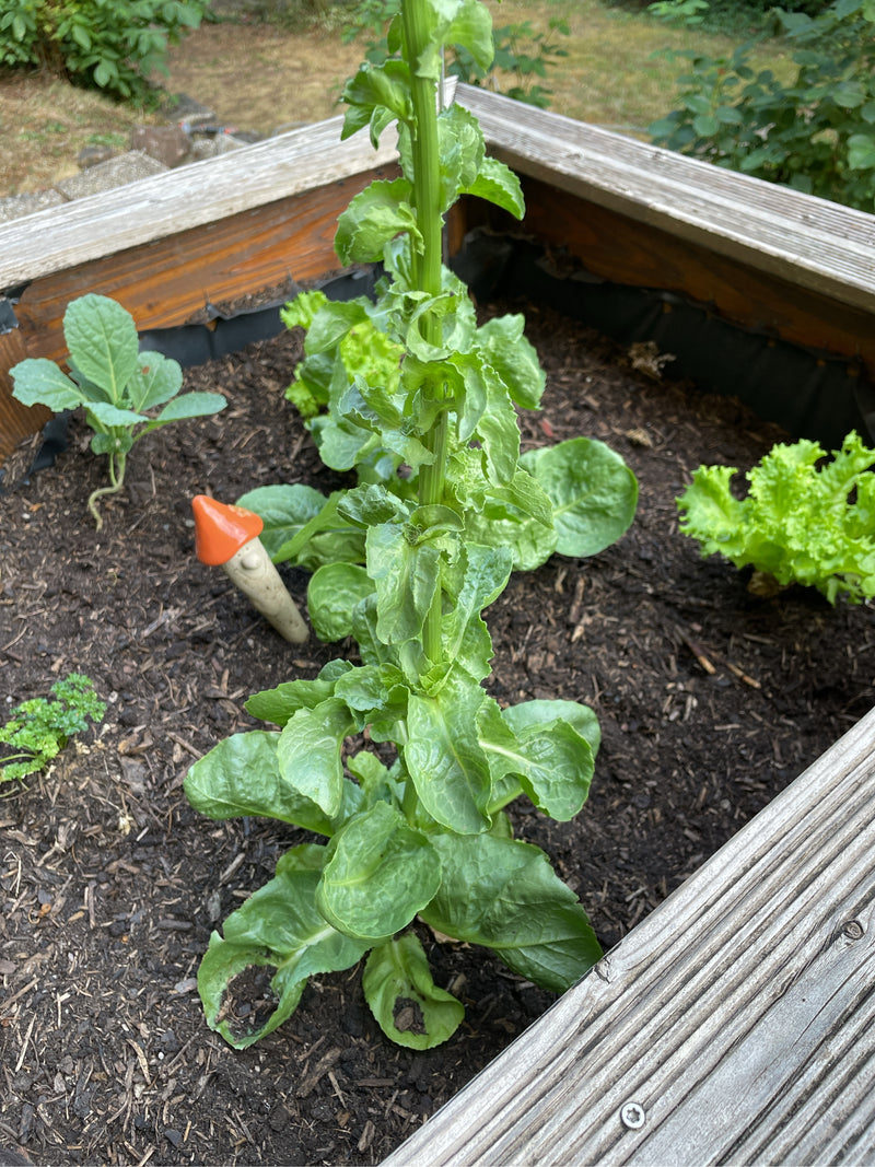 Gartensalat — Bild 1