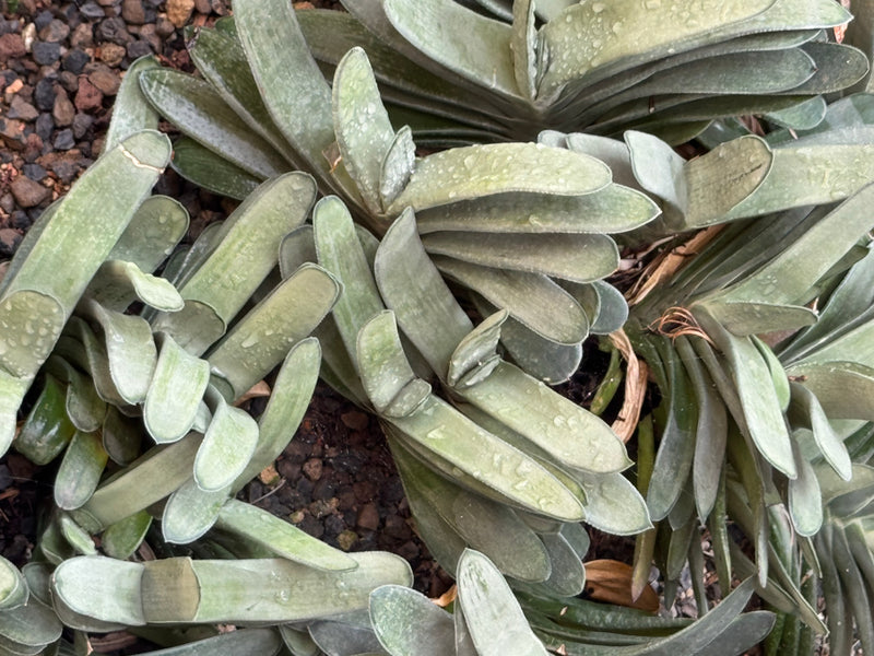 Draufsicht auf mehrere sukkulente Gasteria-Pflanzen mit dicken, zweizeilig wachsenden Blättern auf kiesigem Untergrund.