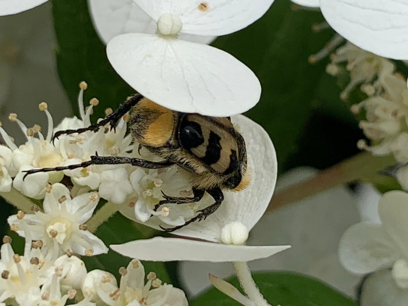 Gebänderter Pinselkäfer — Bild 2