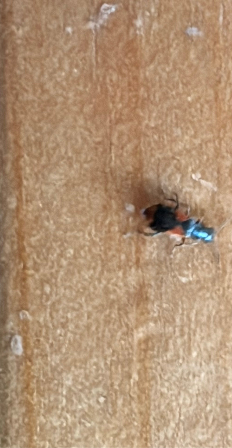 Gebänderter Warzenkäfer — Bild 5