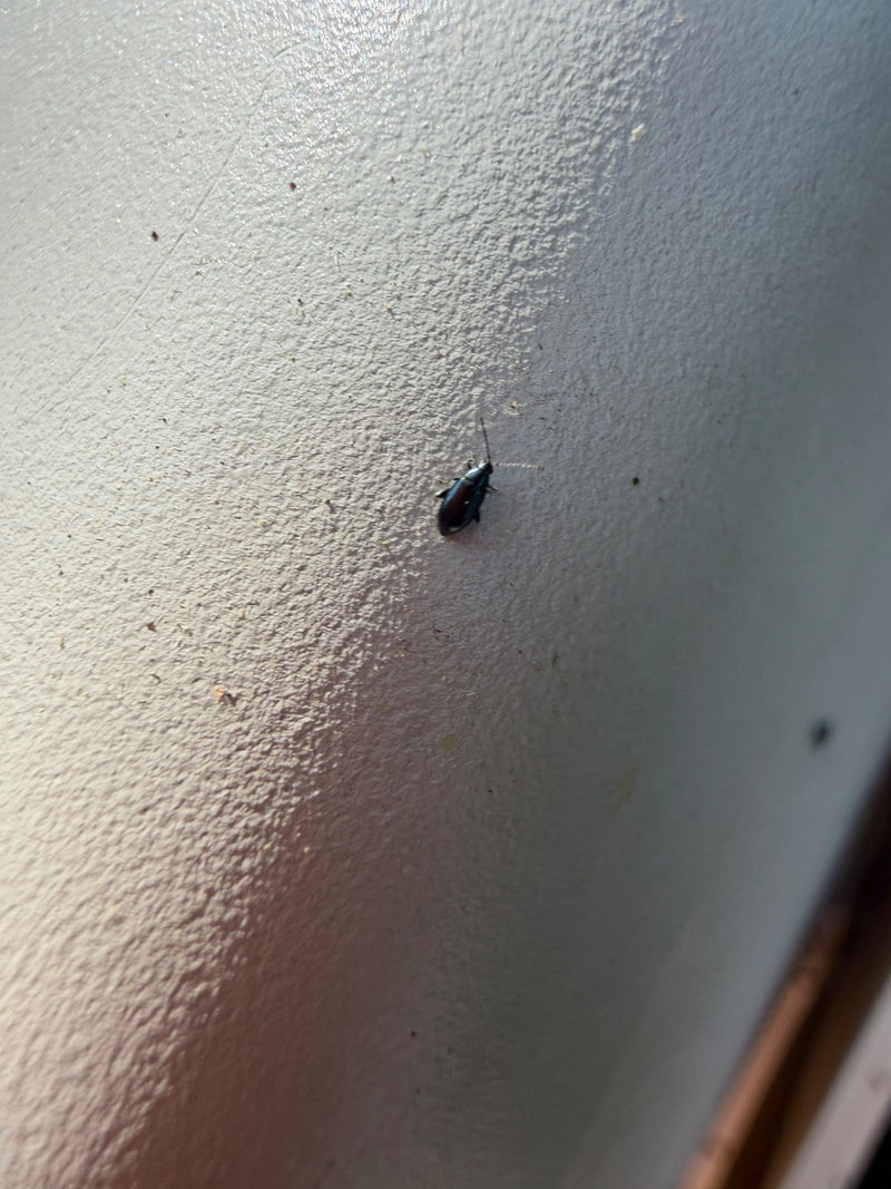 Gebänderter Warzenkäfer — Bild 2