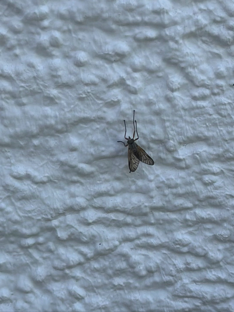 Gefleckte Schnepfenfliege — Bild 4