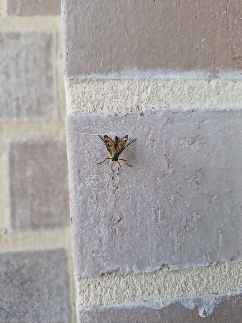 Gefleckte Schnepfenfliege — Bild 3