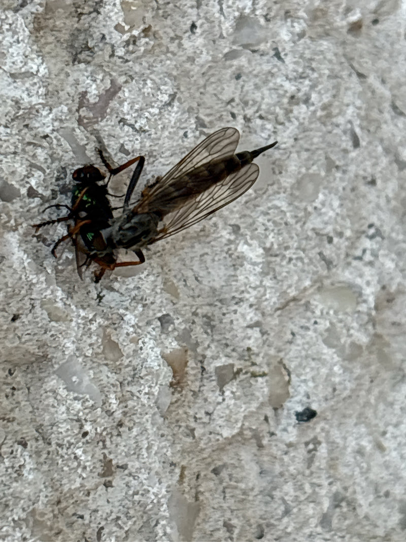 Gefleckte Schnepfenfliege — Bild 1