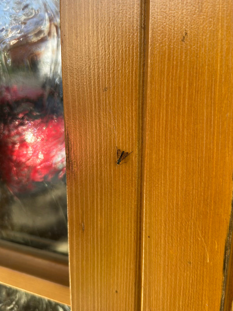 Gefleckte Schnepfenfliege — Bild 2