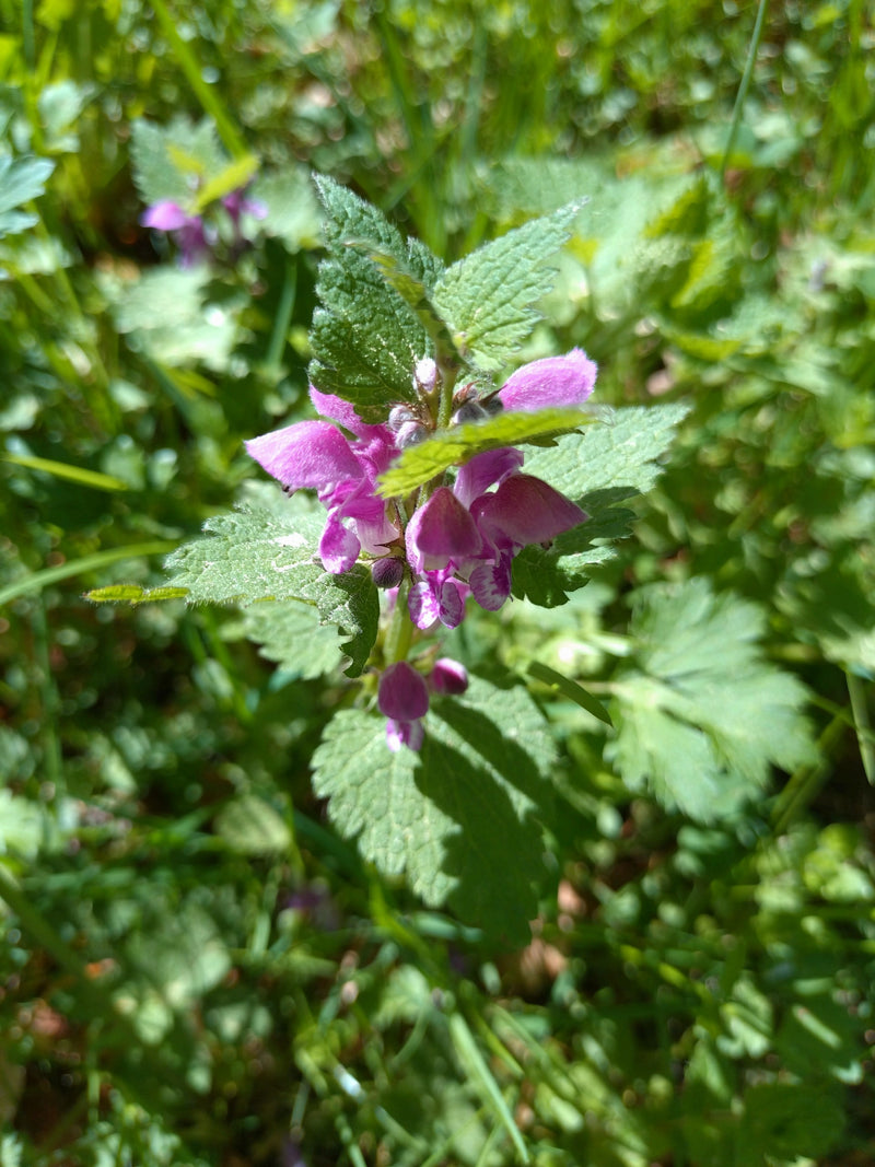 Gefleckte Taubnessel — Bild 2