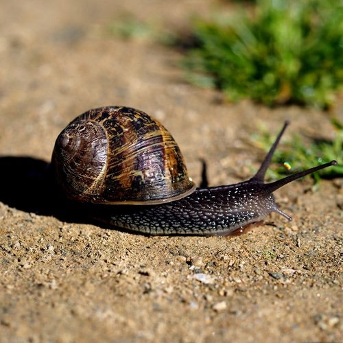 Gefleckte Weinbergschnecke — Bild 2