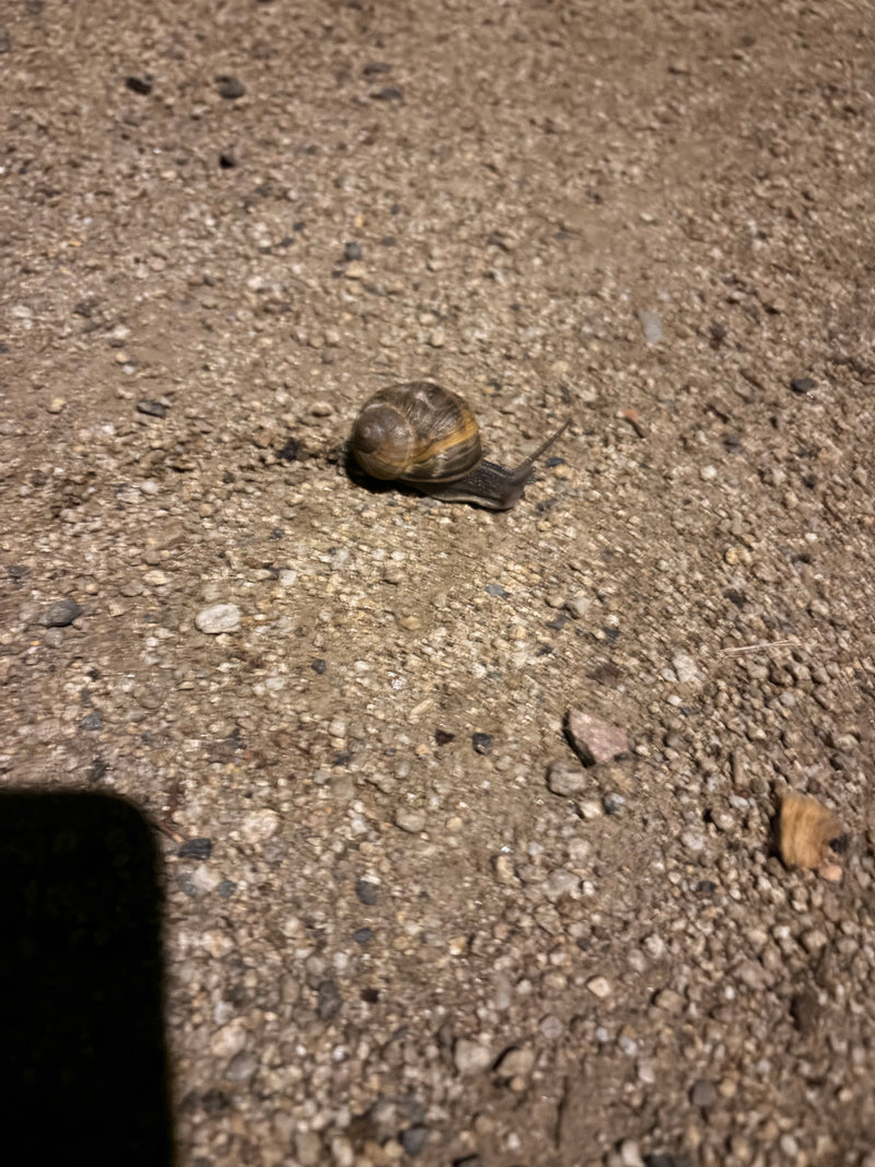Gefleckte Weinbergschnecke — Bild 3