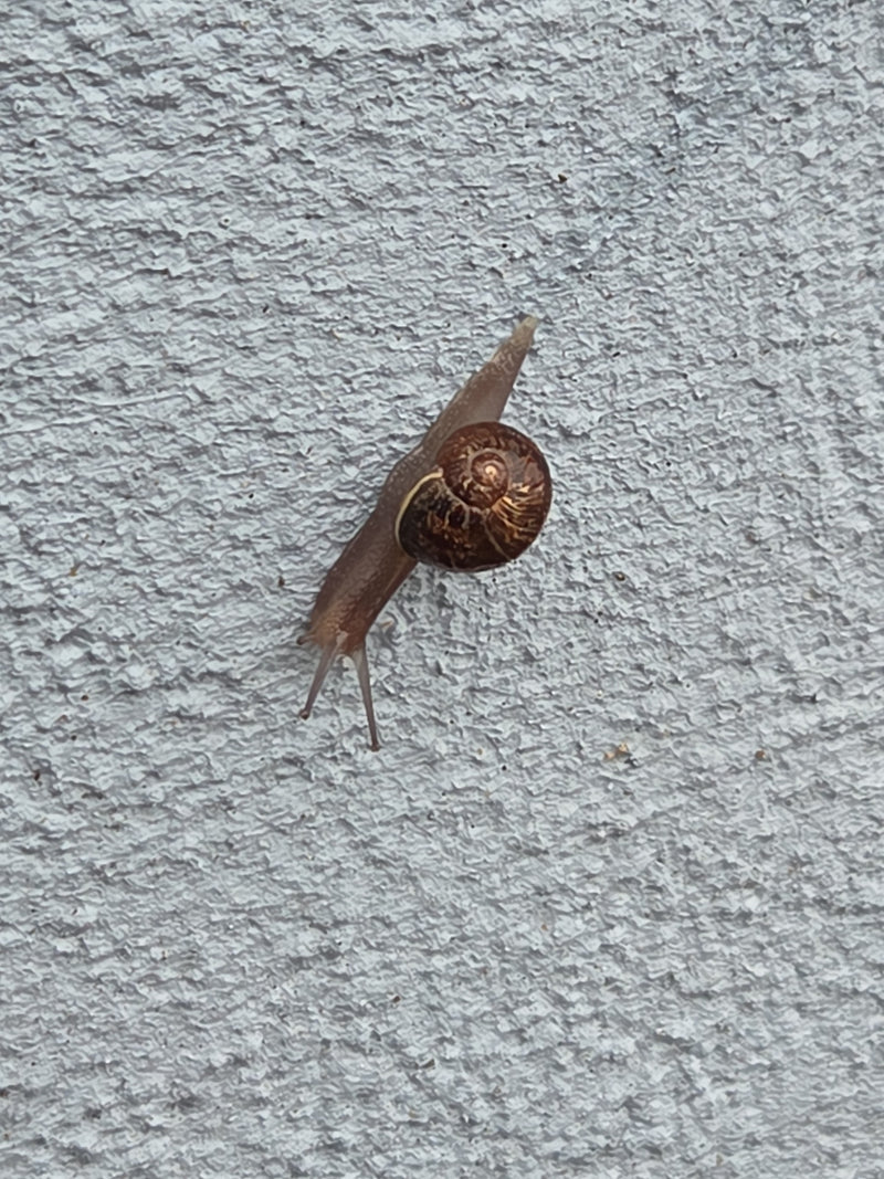 Gefleckte Weinbergschnecke — Bild 2