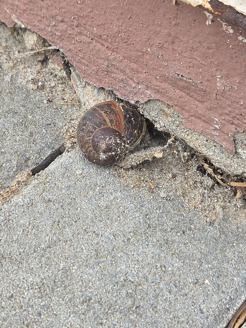 Gefleckte Weinbergschnecke — Bild 1