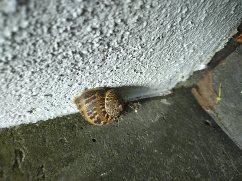 Gefleckte Weinbergschnecke — Bild 5