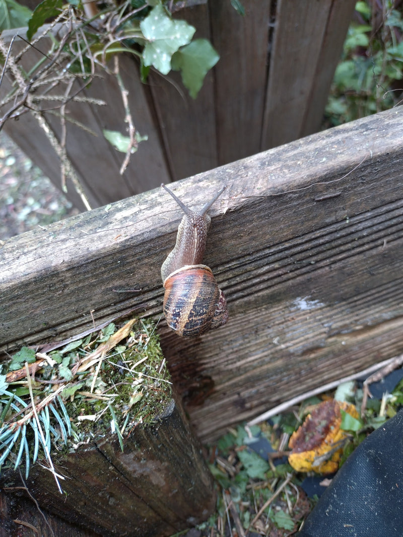 Gefleckte Weinbergschnecke — Bild 4