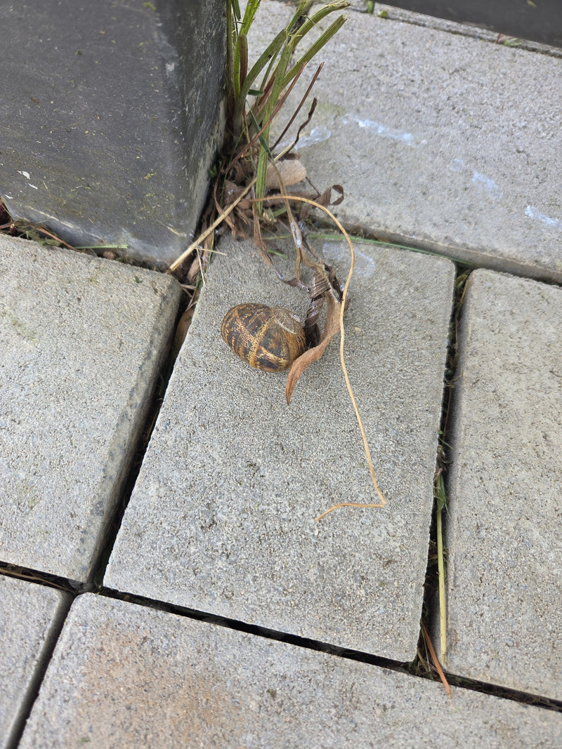 Auf grauen Pflastersteinen liegt das braun-gelb gefleckte Gehäuse einer Gefleckten Weinbergschnecke. Das Tier ruht auf dem Boden neben etwas trockenem Pflanz...