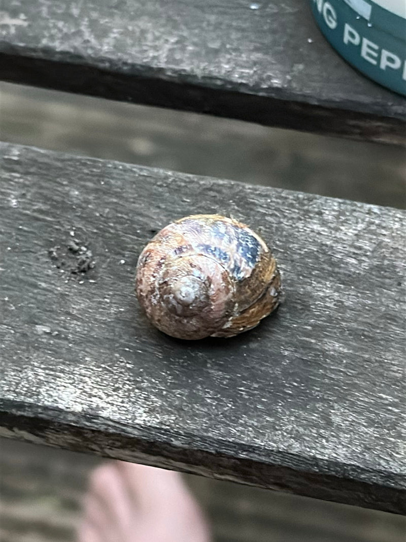 Gefleckte Weinbergschnecke — Bild 4