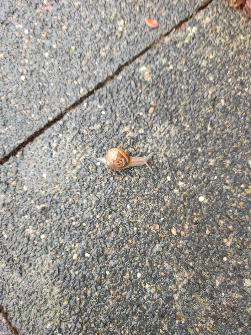 Eine Gefleckte Weinbergschnecke kriecht langsam über einen nassen Asphaltboden. Das Gehäuse ist braun mit charakteristischen dunklen Flecken und Bändern.