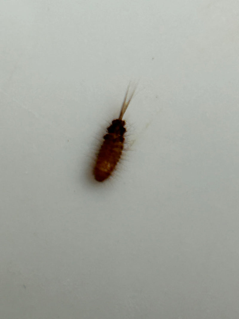 Gefleckter Pelzkäfer — Bild 3