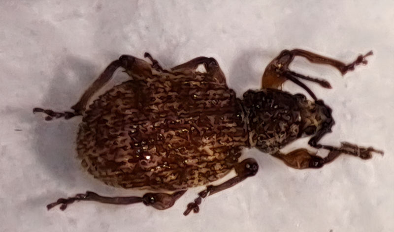 Gefleckter Rüsselkäfer — Bild 1