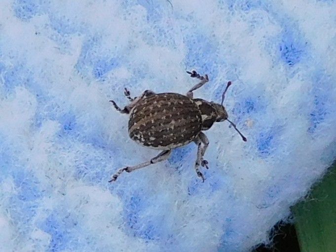 Gefleckter Rüsselkäfer — Bild 1
