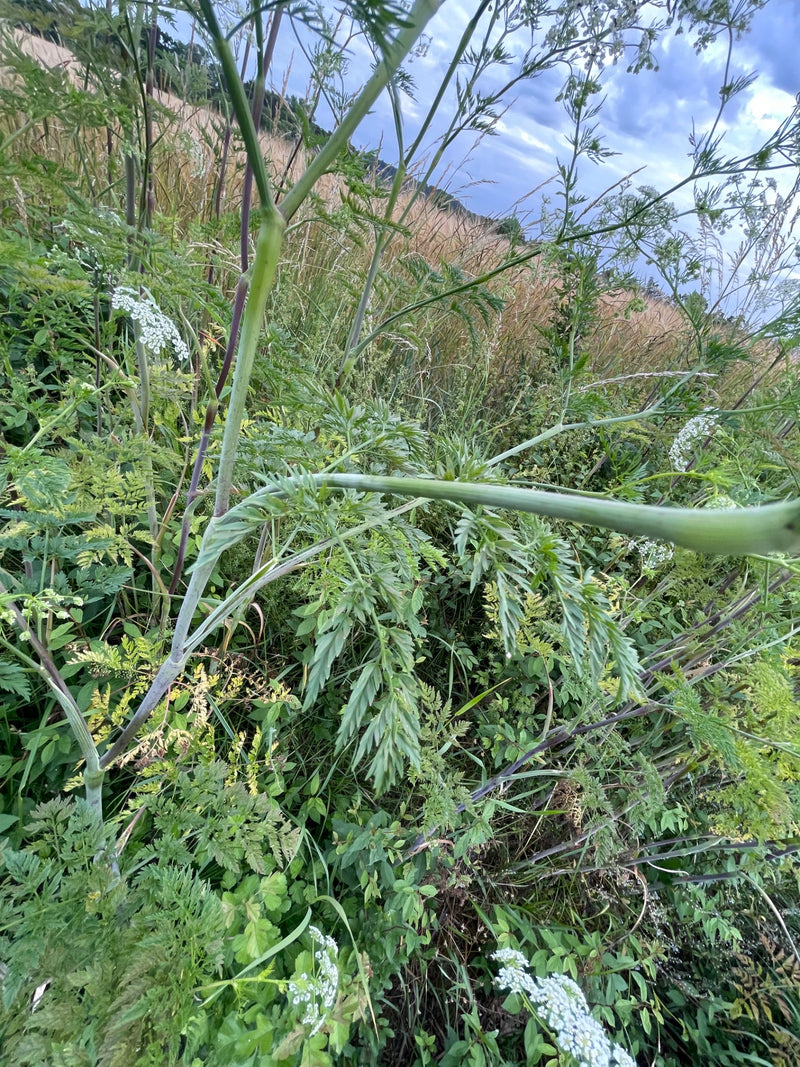 Gefleckter Schierling — Bild 1 von 10