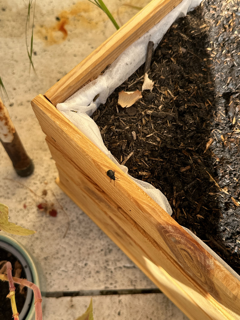 Ein Gefurchter Dickmaulrüssler krabbelt auf dem Rand eines hölzernen Hochbeets. Das Foto zeigt den Käfer in Aufsicht von schräg oben.