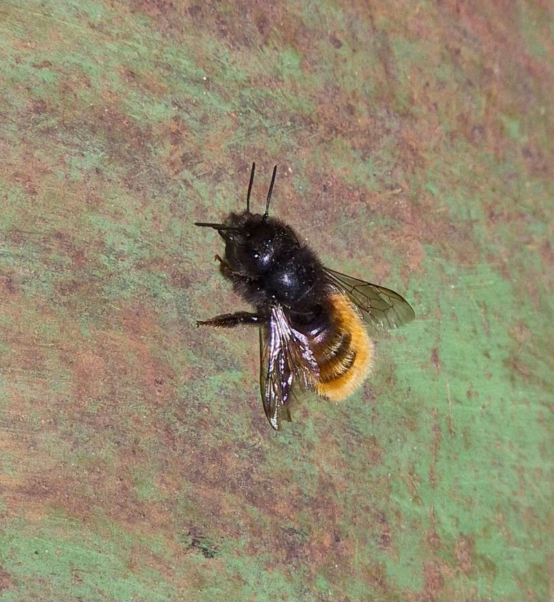 Gehörnte Mauerbiene — Bild 5