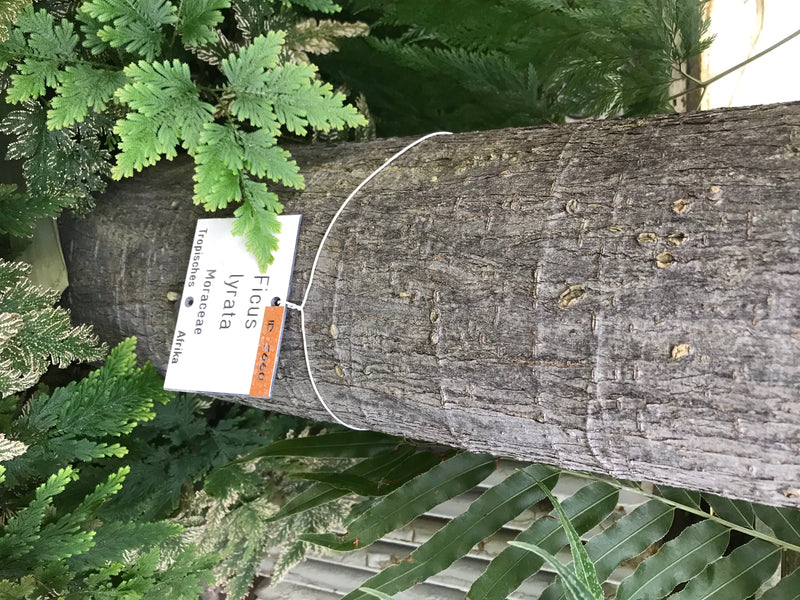 Zu sehen ist der holzige Stamm einer Geigenfeige mit einem beschrifteten Hinweisschild. Im Hintergrund und Vordergrund befinden sich verschiedene grüne Pflan...
