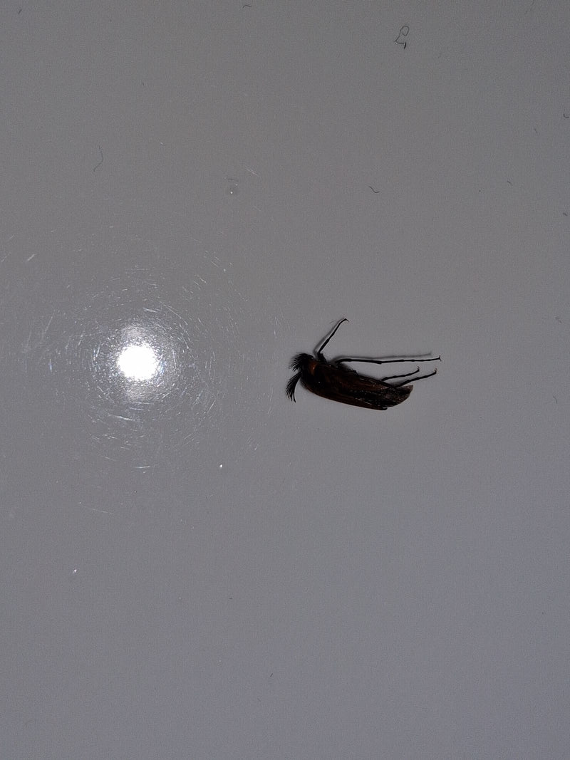 Auf dem Bild ist ein Gekämmter Nagekäfer auf einer glatten, hellen Oberfläche zu sehen. Seine charakteristischen, kammartigen Fühler sind gut zu erkennen.