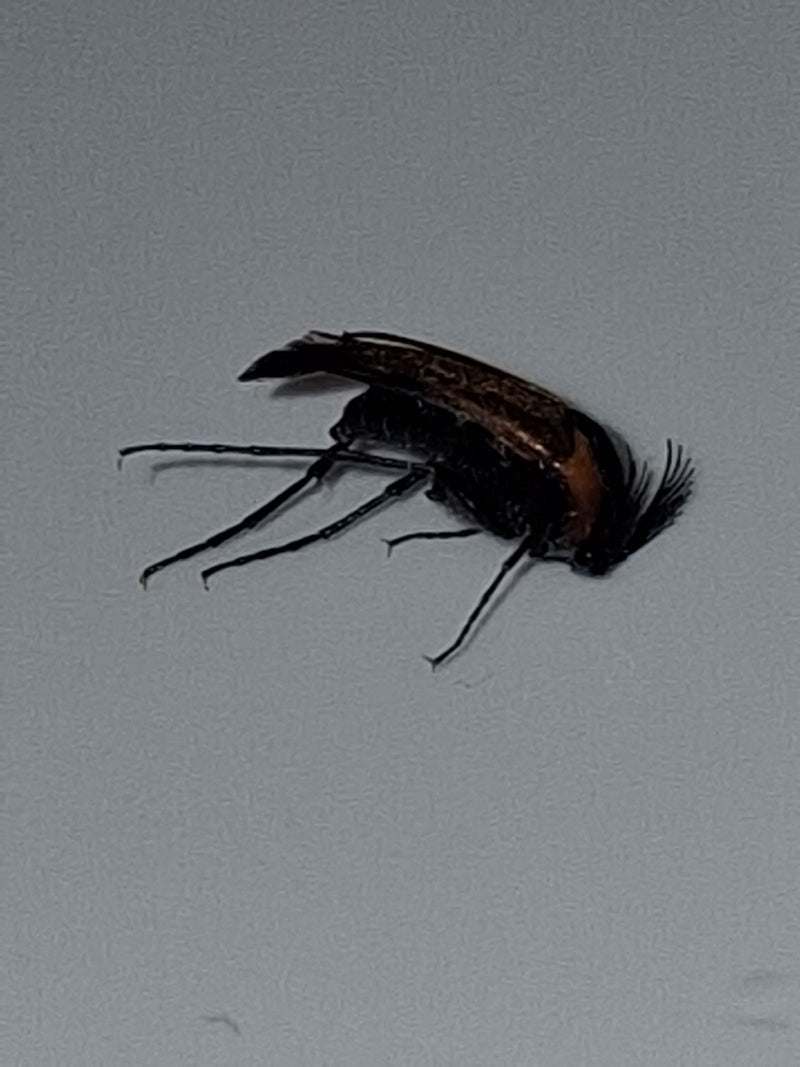 Auf einem hellen Untergrund liegt ein Gekämmter Nagekäfer in seitlicher Ansicht. Die charakteristischen, kammartigen Fühler sind gut zu erkennen.