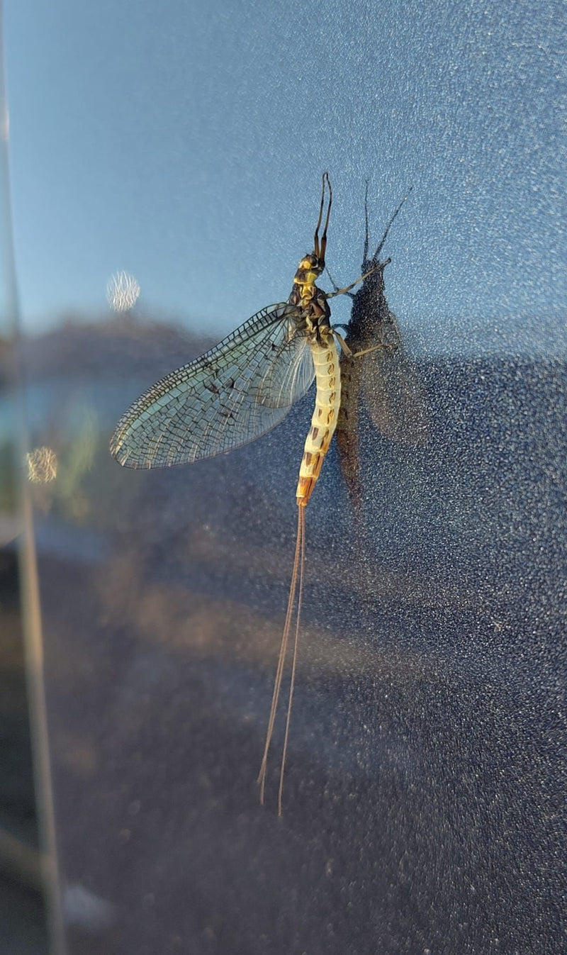 Gelbe Eintagsfliege — Bild 1