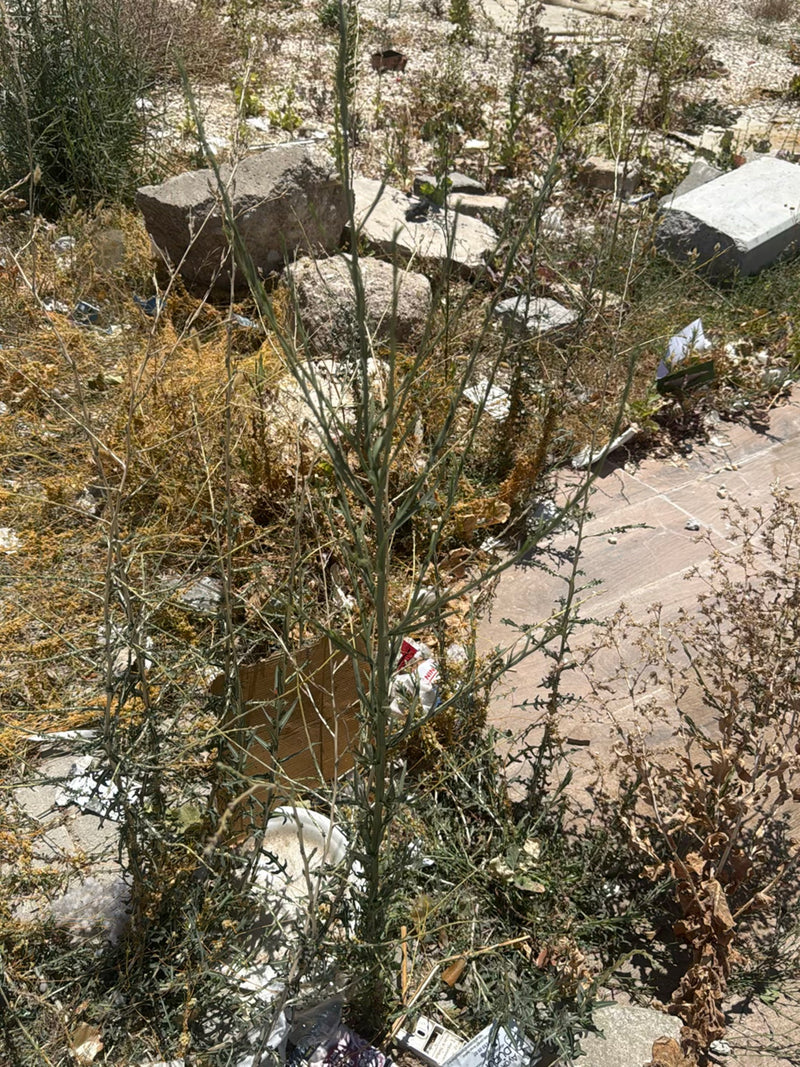 Gelbe Flockenblume — Bild 2 von 3