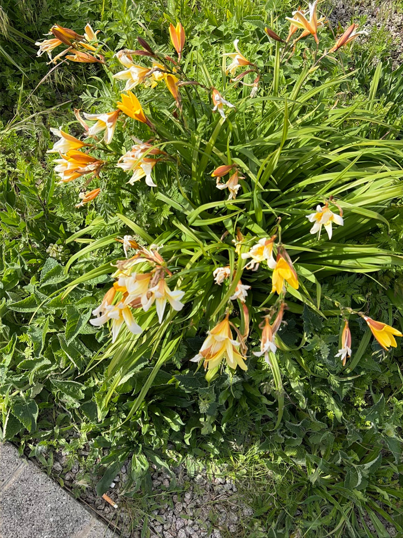 Gelbe Taglilie — Bild 1
