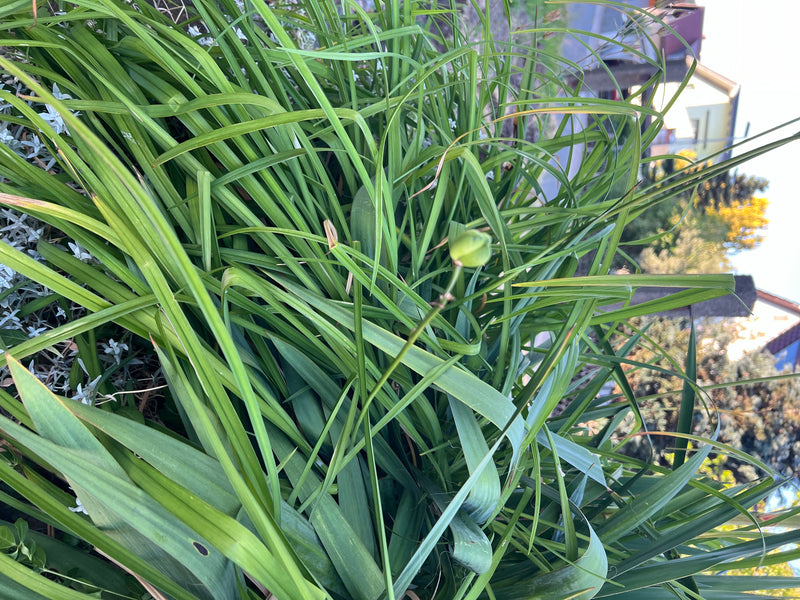 Gelbe Taglilie — Bild 2