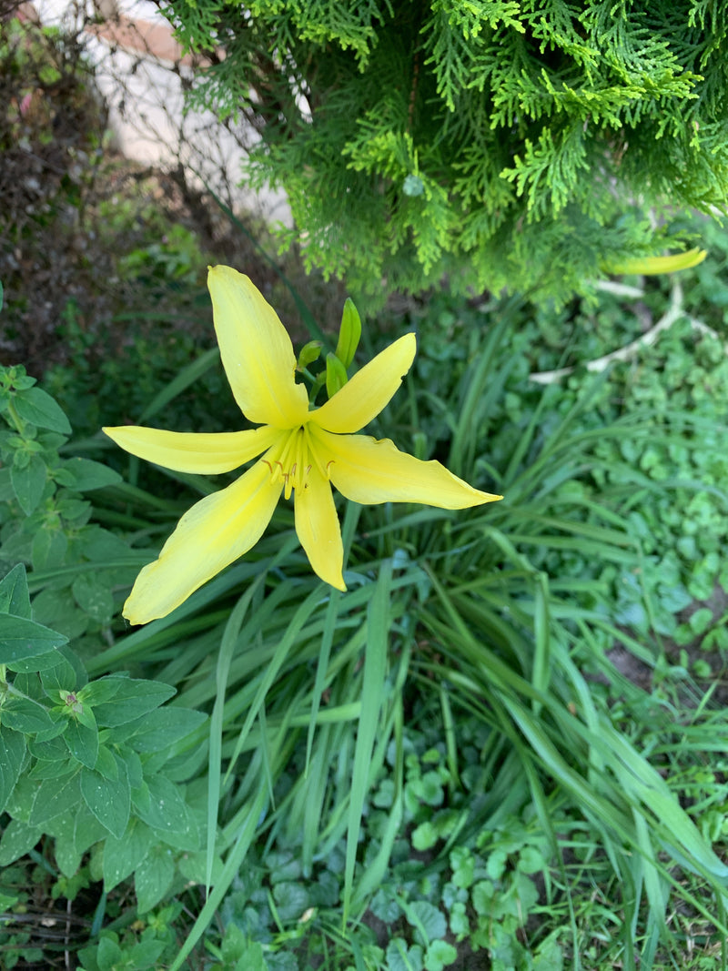 Gelbe Taglilie — Bild 3