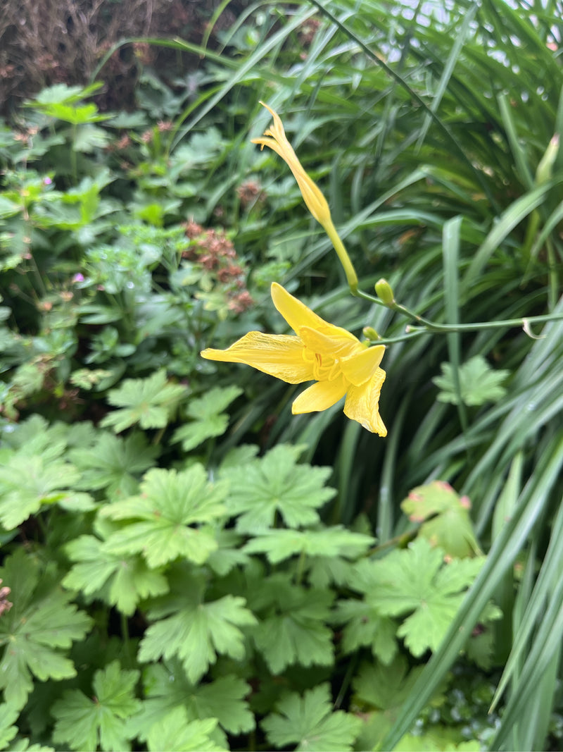 Gelbe Taglilie — Bild 5