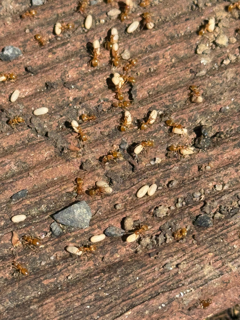 Diese Ameisenart lebt überwiegend unterirdisch und züchtet Wurzelläuse für Honigtau. Auf dem Foto sind Arbeiterinnen zu sehen, die ihre Kokons (Puppen) bei e...