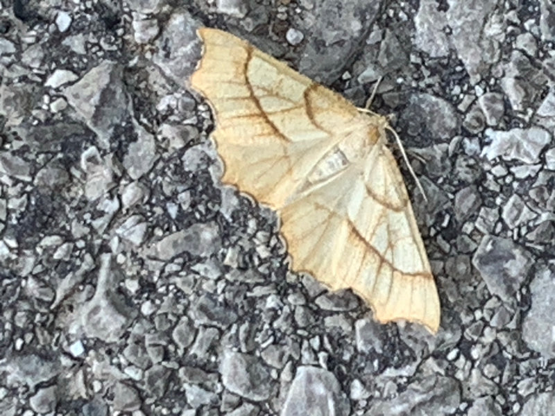 Gelber Blattspanner — Bild 1