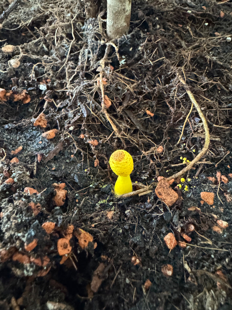 Gelber Faltenschirmling — Bild 1