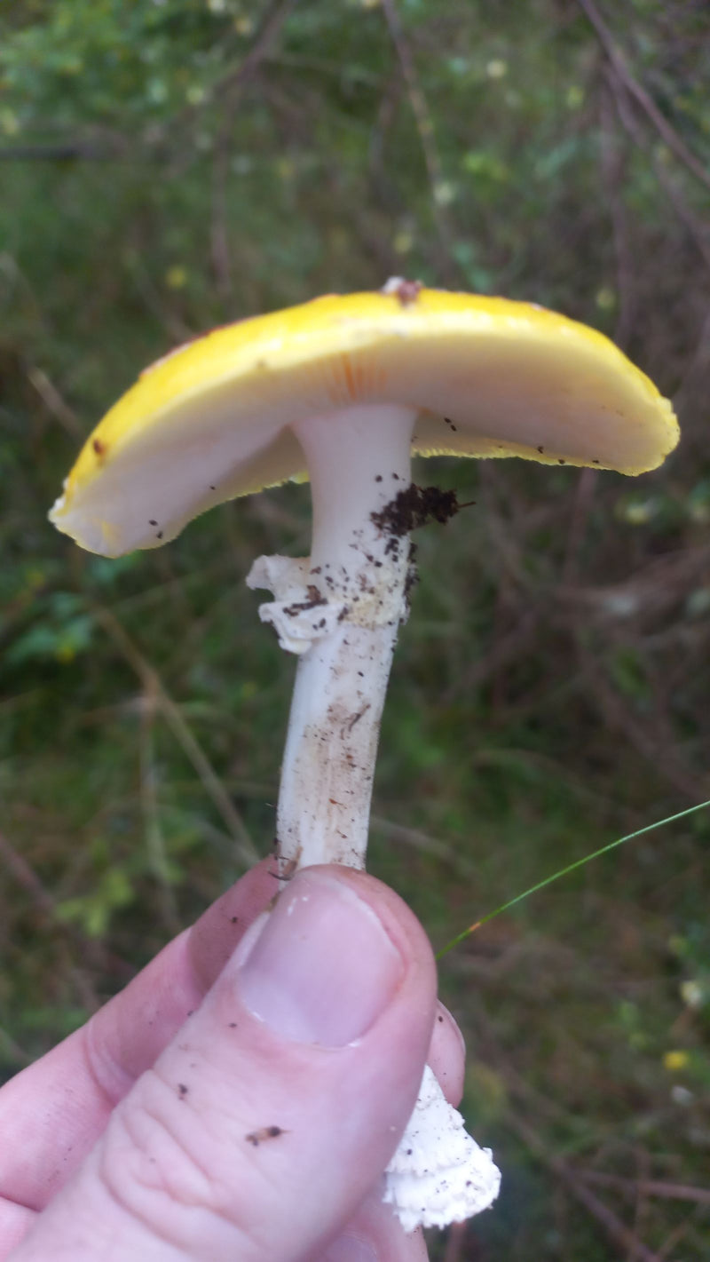 Gelber Fliegenpilz — Bild 2
